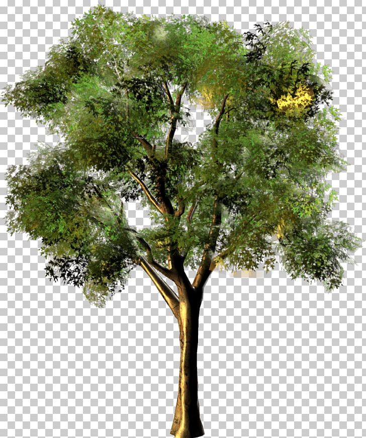 Tree Photomontage PNG, Clipart, Arizona, Branch, Branching, Harika Manzaralar, Others Free PNG Download