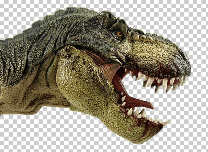 Tyrannosaurus Albertosaurus Dinosaur Pachycephalosaurus Reptile PNG, Clipart, Albertosaurus, Crocodile, Dinosaur, Fantasy, Feather Free PNG Download