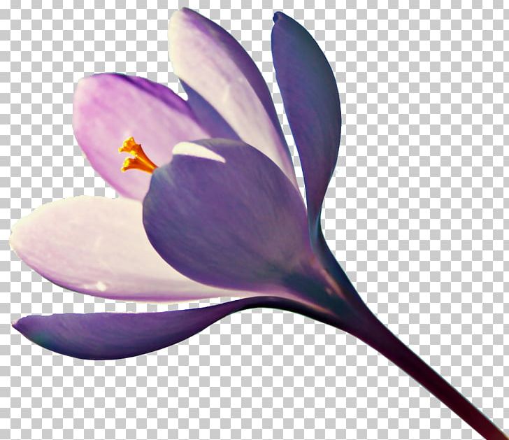 Flower PNG, Clipart, Autumn Crocus, Crocus, Desktop Wallpaper, Download, Fleur Free PNG Download