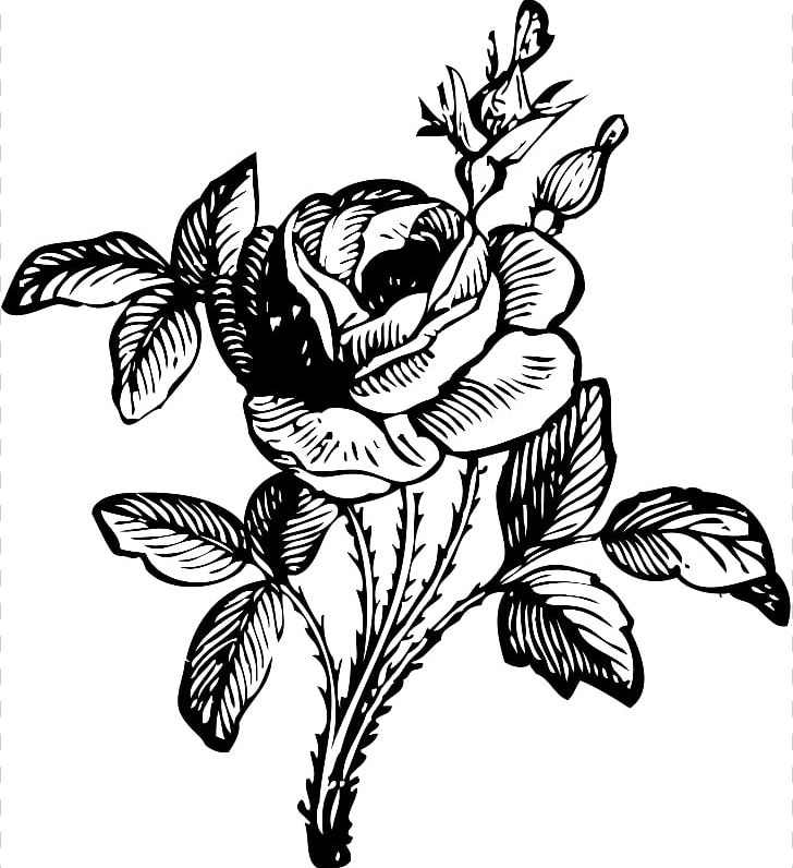 Rose Flower Drawing PNG, Clipart, Black, Black And White, Black Rose, Blue Rose, Branch Free PNG Download