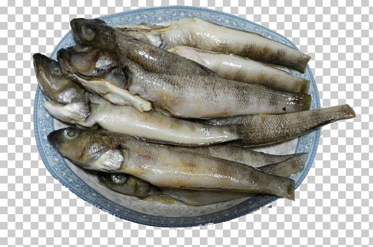 Ice Fishing PNG, Clipart, Anchovy Food, Animals, Animal Source Foods, Aquarium Fish, Capelin Free PNG Download