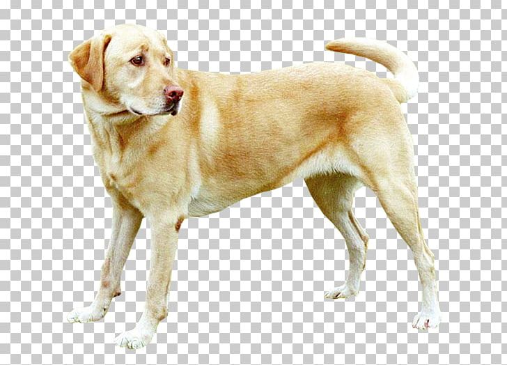 Labrador Retriever Puppy Labrador Husky Golden Retriever Beagle PNG, Clipart, Acupuncture, Animal, Animals, Beagle, Breed Free PNG Download