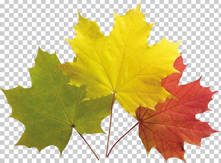 Portable Network Graphics Autumn Leaf Color PNG, Clipart, Autumn, Autumn Leaf Color, Autumn Leaves, Computer Icons, Download Free PNG Download
