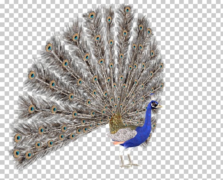 Bird Peafowl Feather PNG, Clipart, Animal, Animals, Art, Artist, Beak Free PNG Download