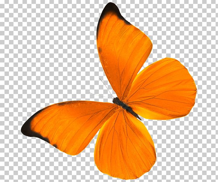 Monarch Butterfly Accenture International Women's Day Pieridae Brush-footed Butterflies PNG, Clipart,  Free PNG Download
