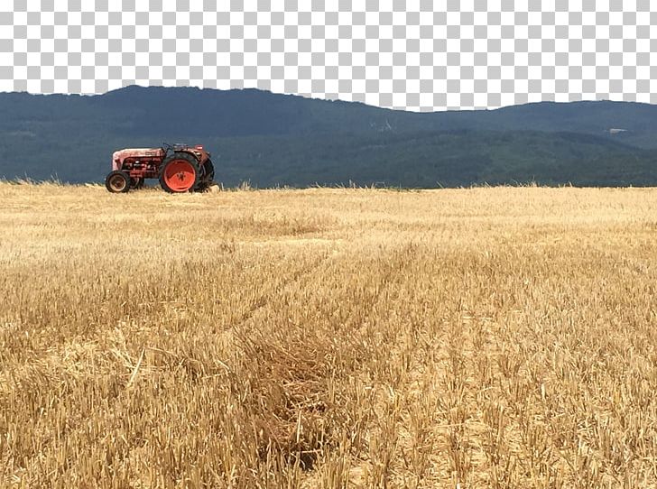 Wheat Field Harvest Grassland Crop PNG, Clipart, Agriculture, Commodity, Ecoregion, Ecosystem, Farm Free PNG Download