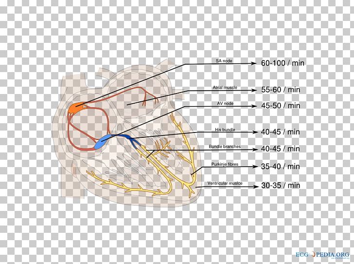 Atrioventricular Node Electrocardiography Sinoatrial Node Right Bundle Branch Block Cardiology PNG, Clipart, Angle, Artificial Cardiac Pacemaker, Atrium, Bundle Branch Block, Bundle Of His Free PNG Download