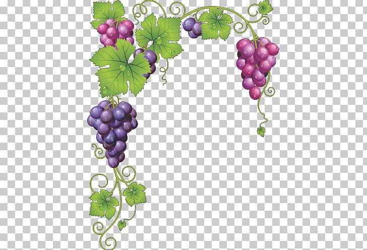 Common Grape Vine Wine Grape Leaves PNG, Clipart, Border, Common Grape Vine, Drawing, Flowering Plant, Food Free PNG Download