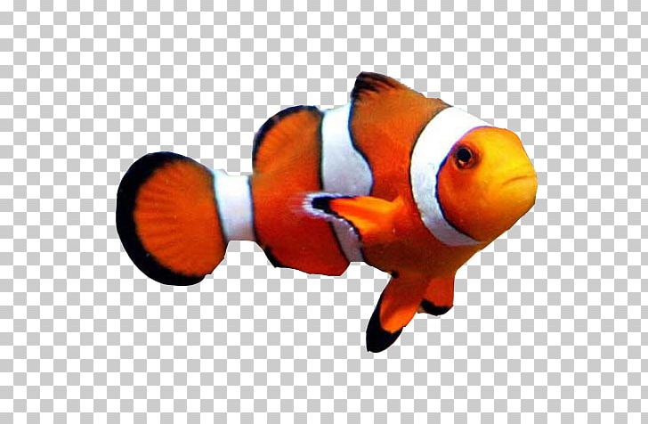 Goldfish Clownfish Aquarium Clown Loach PNG, Clipart, Animal, Animals, Aquarium, Bony Fish, Clownfish Free PNG Download