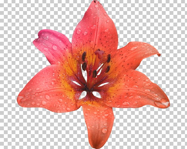 Orange Flower Portable Network Graphics PNG, Clipart, Alstroemeriaceae, Color, Cut Flowers, Flower, Flower Bouquet Free PNG Download