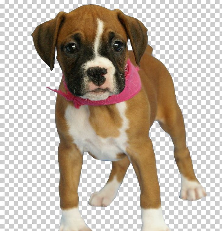 Golden Retriever Boxer Bulldog Puppy PNG, Clipart, Animal, Animals, Boxer, Bulldog, Carnivoran Free PNG Download