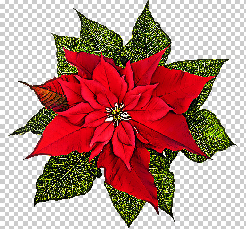Flower Poinsettia Plant Red Leaf PNG, Clipart, Flower, Leaf, Petal, Plant, Poinsettia Free PNG Download