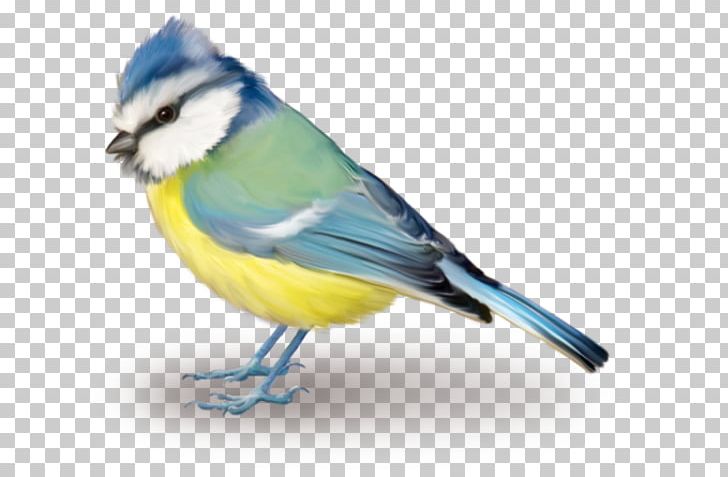 Bird Blue Jay PNG, Clipart, Animals, Beak, Bird, Bird Flight, Bluebird Free PNG Download