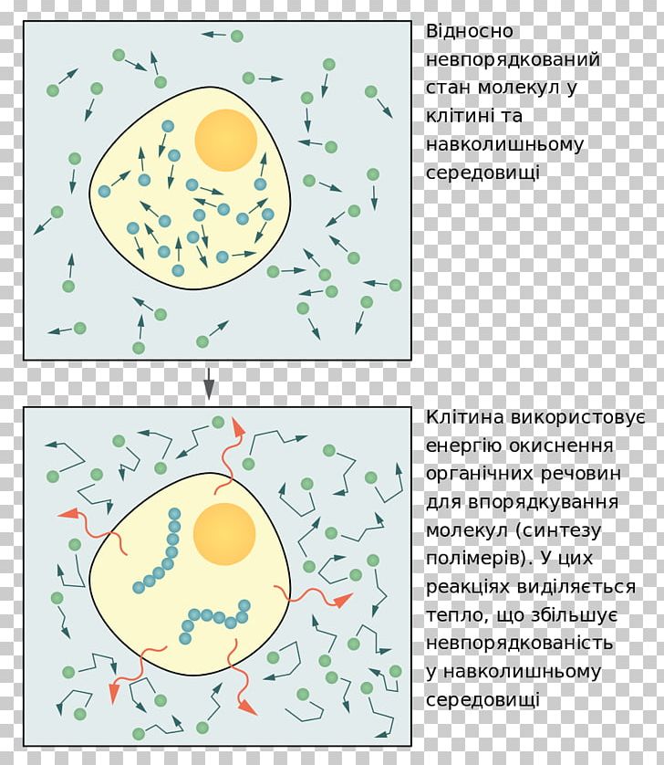 Molecular Biology Of The Cell Essential Cell Biology Organism Thermodynamics PNG, Clipart, Area, Biology, Cell, Cell Biology, Cellular Respiration Free PNG Download
