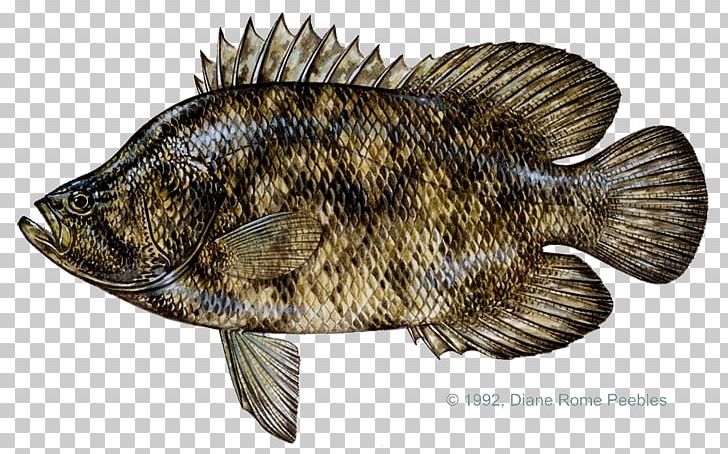 Tilapia International Game Fish Association Atlantic Tripletail Tag And Release PNG, Clipart, Angling, Animals, Atlantic, Bass, Blackfish Free PNG Download