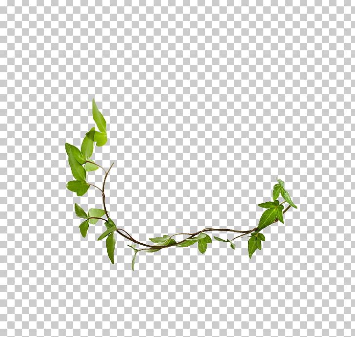 Twig Plant Stem Leaf Herb Line PNG, Clipart, Branch, Flora, Grass, Green, Herb Free PNG Download