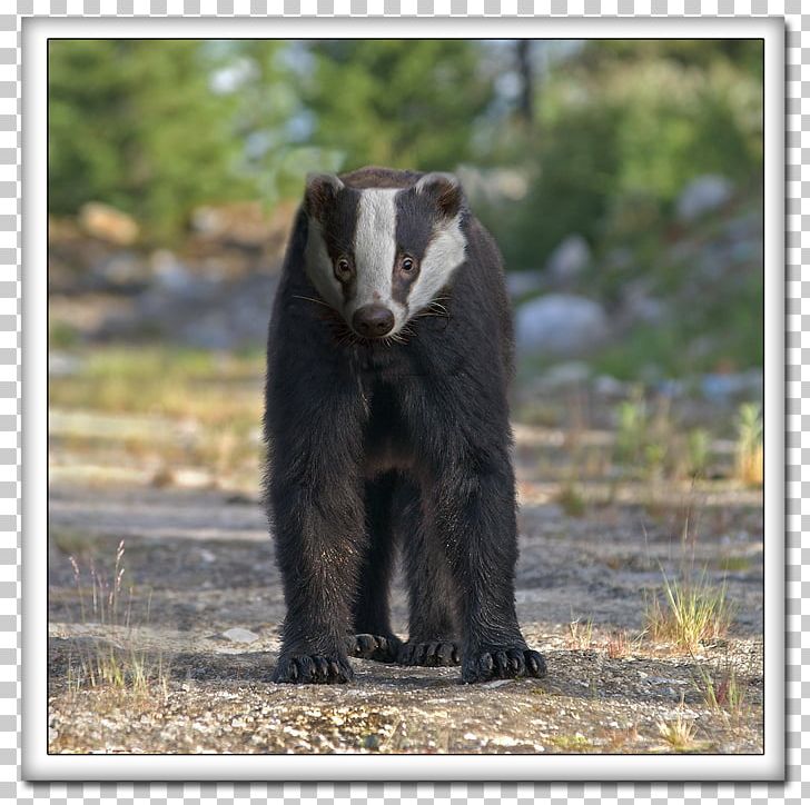 American Black Bear Sloth Bear Terrestrial Animal PNG, Clipart, American Black Bear, Animal, Animals, Bear, Fauna Free PNG Download