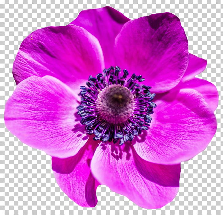 Flower PNG, Clipart, Anemone, Annual Plant, Beautiful, Blog, Cut Flowers Free PNG Download