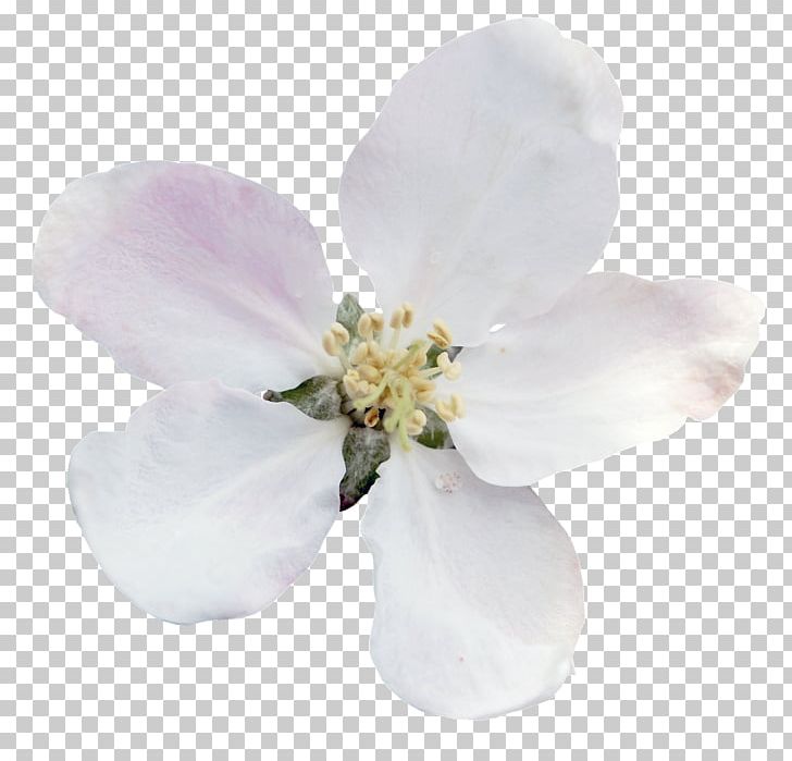 Flower Tulip Garden Yandex Snowdrop PNG, Clipart, Album, Blossom, Bulb, Cherry Blossom, Flower Free PNG Download