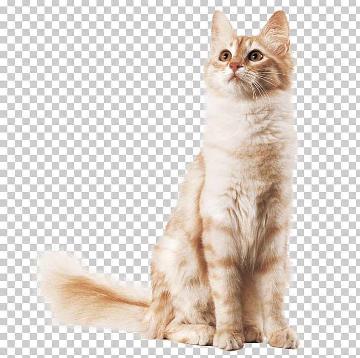 Kitten Maine Coon Balinese Cat Turkish Angora American Wirehair PNG, Clipart, American Wirehair, Angora, Animals, Asian, Asian Free PNG Download