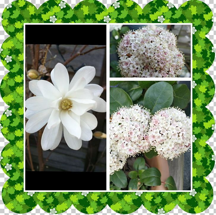 Hydrangea Viburnum Shrub Spring Framework PNG, Clipart, Flora, Flower, Flowering Plant, Hydrangea, Petal Free PNG Download