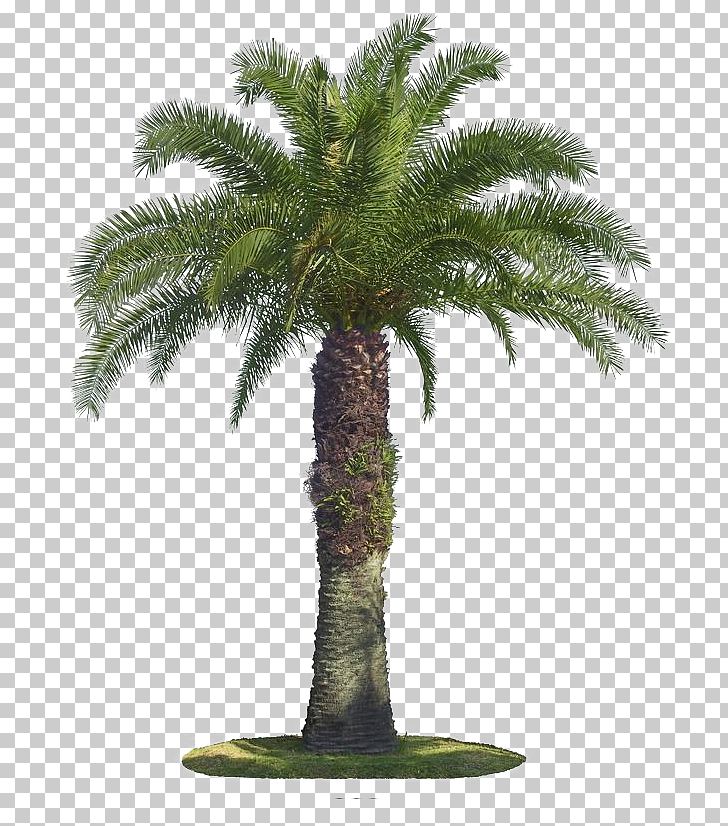 Tree Arecaceae Coconut PNG, Clipart, Arecaceae, Arecales, Coconut, Coconut Palm Tree, Computer Icons Free PNG Download