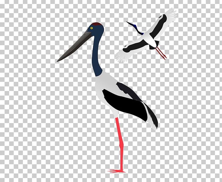White Stork PNG, Clipart, Beak, Bird, Blacknecked Stork, Black Stork, Ciconiiformes Free PNG Download
