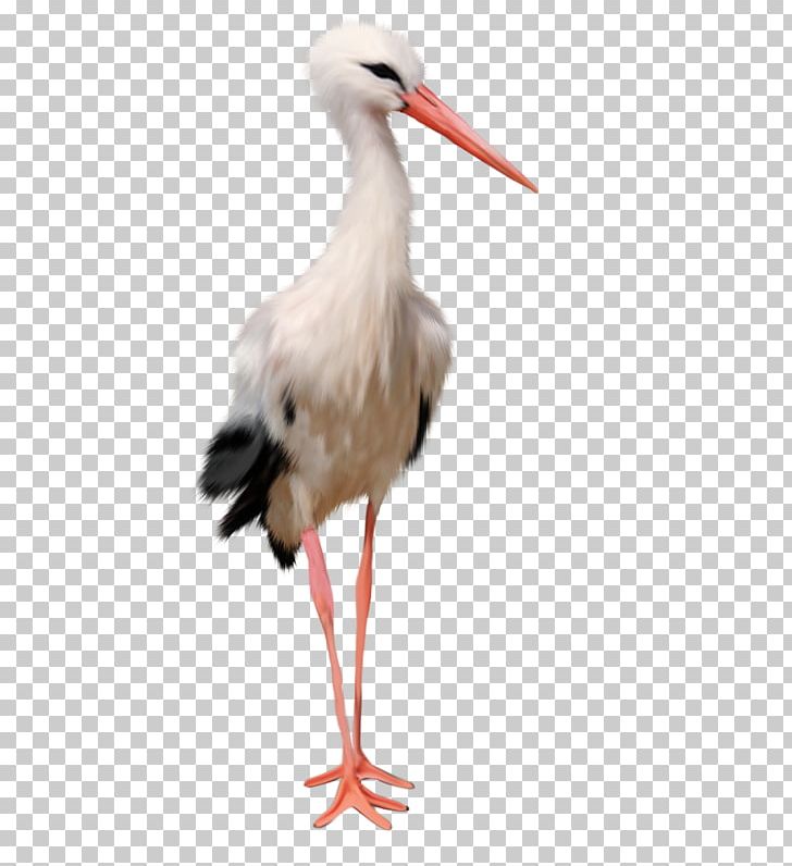White Stork Icon PNG, Clipart, Animals, Beak, Bird, Ciconia, Ciconiiformes Free PNG Download