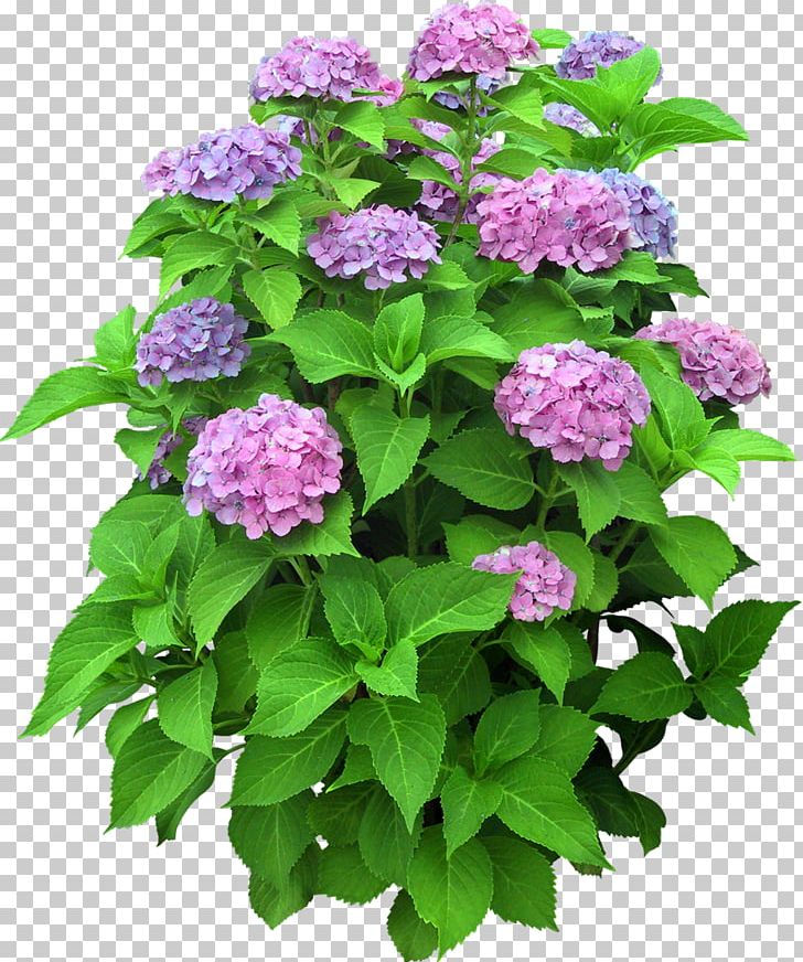 Flower PNG, Clipart, Annual Plant, Cornales, Desktop Wallpaper, Download, Flower Free PNG Download