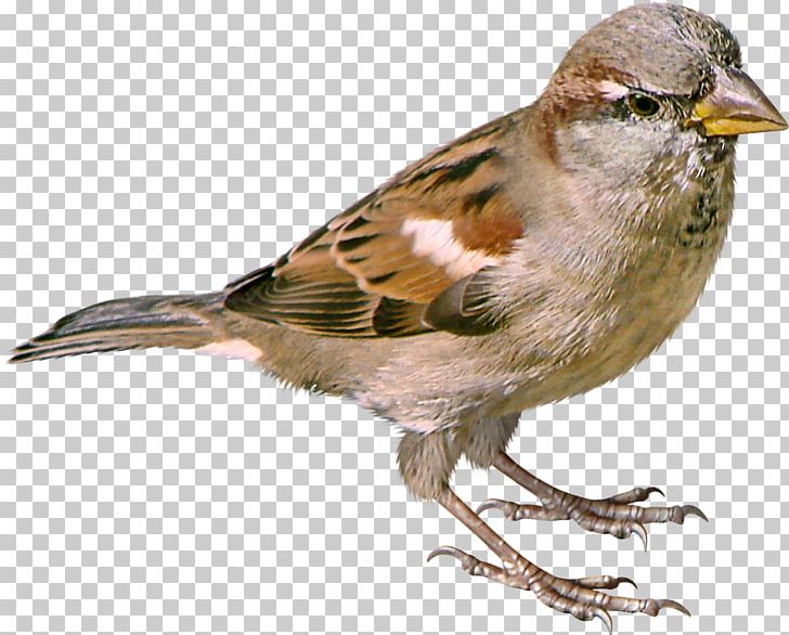 House Sparrow Bird PNG, Clipart, American Sparrows, Animals, Beak, Bird, Brambling Free PNG Download