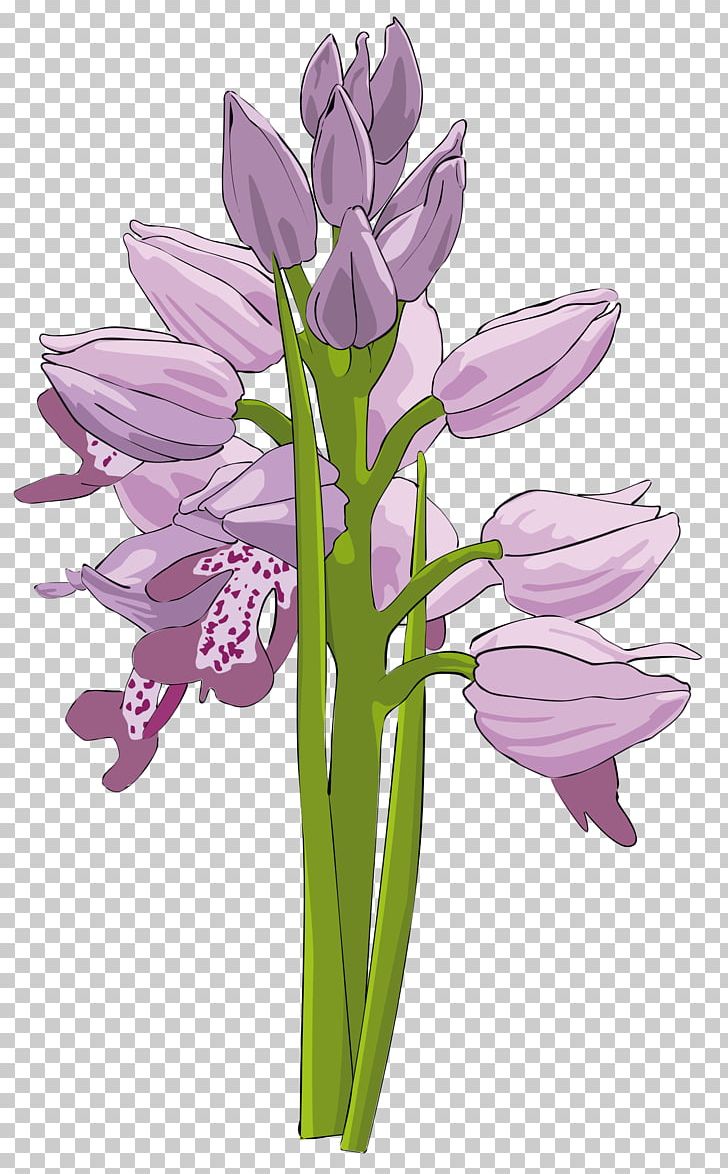 Orchids PNG, Clipart, Boat Orchid, Bud, Computer Icons, Cut Flowers, Floral Design Free PNG Download