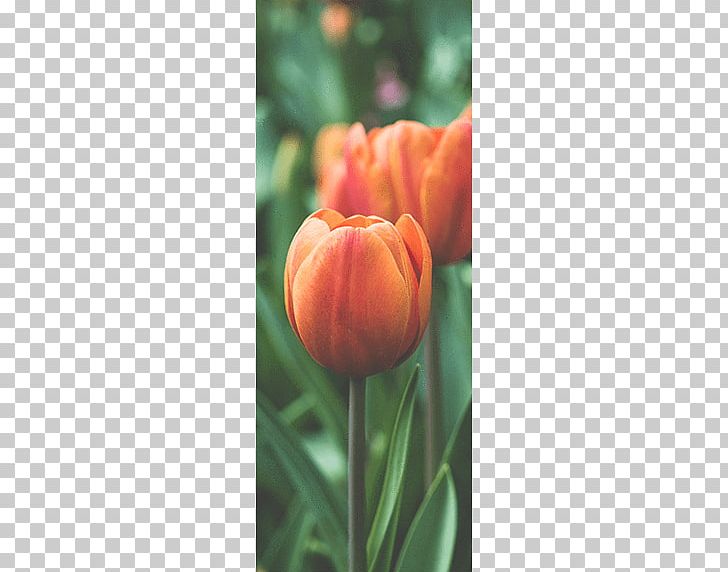 Tulip Flower Desktop Mural PNG, Clipart, Blue, Desktop Wallpaper, Floral Design, Flower, Flower Bouquet Free PNG Download