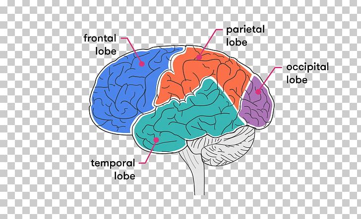 Brain Organism PNG, Clipart, Brain, Lobes Of The Brain, Organ, Organism Free PNG Download