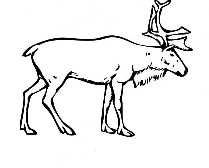 Finnish Forest Reindeer Porcupine Caribou Arctic Boreal Woodland Caribou PNG, Clipart, Animal, Animal Figure, Antler, Arctic, Arctic Fox Free PNG Download