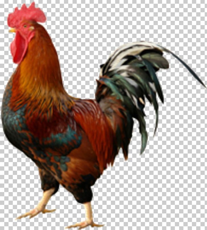 Rooster Chicken Wall Decal Cockfight PNG, Clipart, Animal, Animal Rights, Animals, Art, Beak Free PNG Download