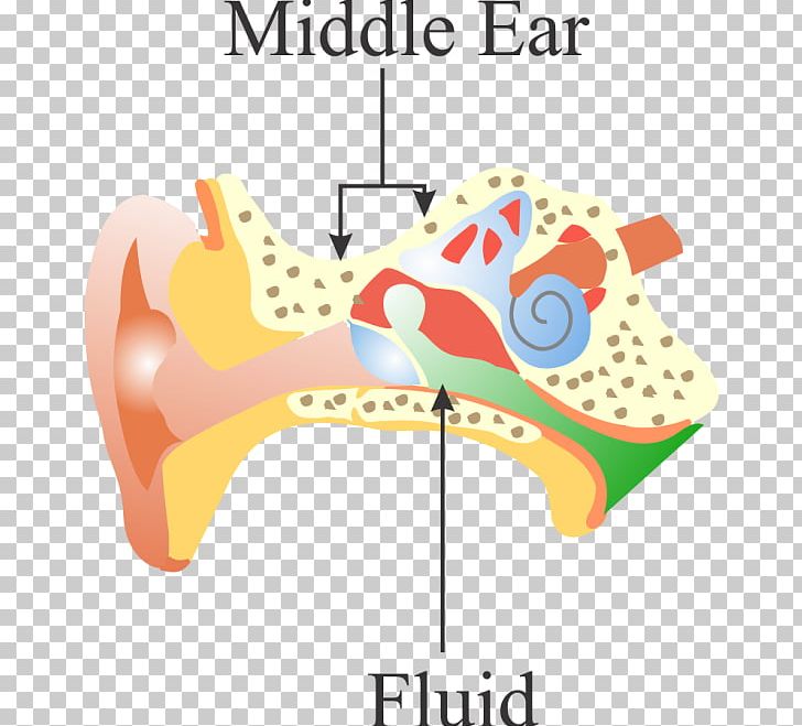 Ear Angle PNG, Clipart, Angle, Art, Baby Toys, Ear, Fluid Free PNG Download