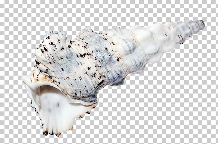Seashell Shell Beach Sea Snail PNG, Clipart, Animals, Beach, Conch, Conchology, Invertebrate Free PNG Download