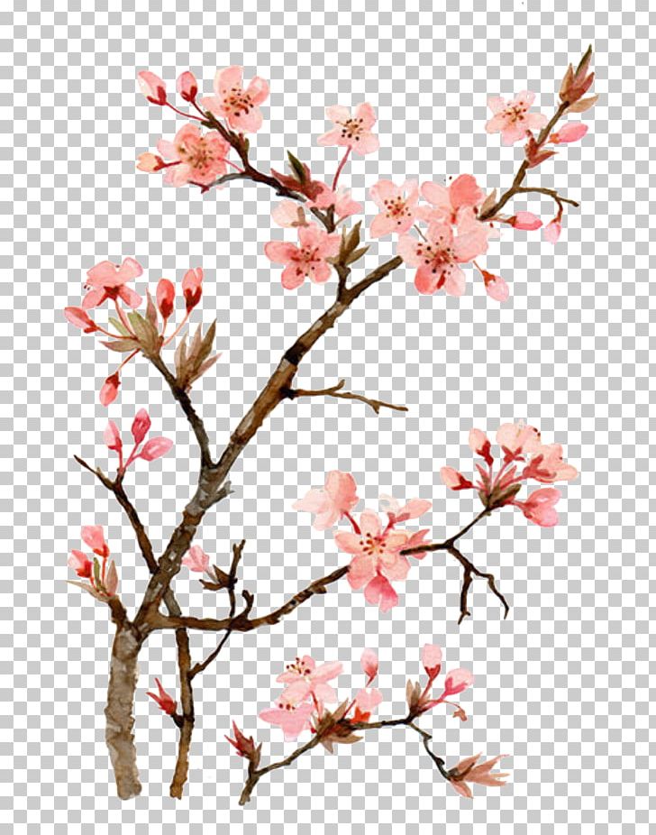Cherry Blossom Watercolor Painting Drawing PNG, Clipart, Architectural Drawing, Art, Blossom, Branch, Cherry Free PNG Download
