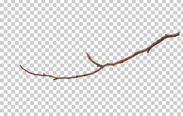 Coarse Woody Debris Branch Trunk Tree Liana PNG, Clipart, Author, Blog, Branch, Coarse Woody Debris, Forest Free PNG Download