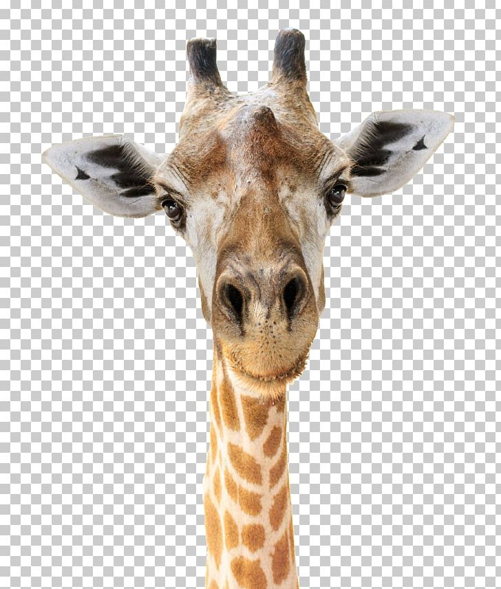 Giraffe Felidae Head Stock Photography Face PNG, Clipart, Animal, Animals, Depositphotos, Desktop Wallpaper, Face Free PNG Download