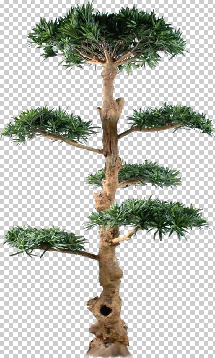 Tree Pine Bonsai Larch PNG, Clipart, Bonsai, Branch, Conifer, Conifers, Cypress Family Free PNG Download