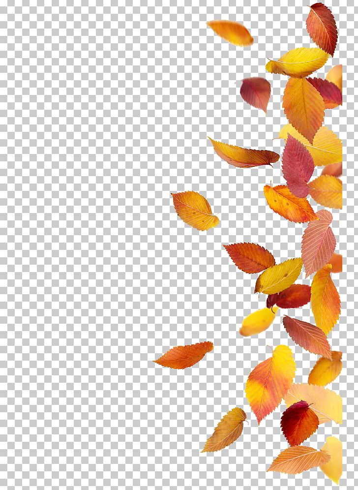 Autumn Leaf Color Stock Photography PNG, Clipart, Autumn, Autumn Leaf Color, Autumn Leaves, Autumn Tree, Deciduous Free PNG Download