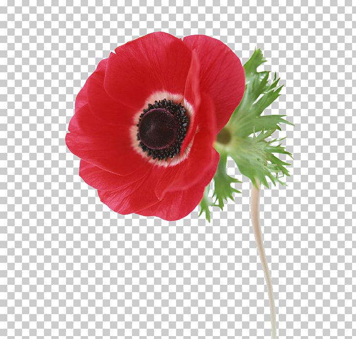 Common Poppy Wildflower Prickly Poppies PNG, Clipart, Anemone, Annual Plant, Blossom, Common Daisy, Common Poppy Free PNG Download