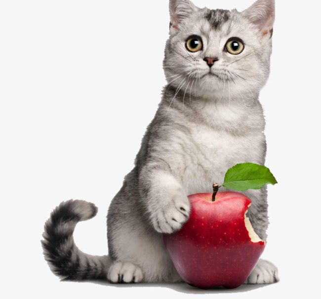 Cute Kitten Holding Apple PNG, Clipart, Apple, Apple Clipart, Apple Clipart, Cute Clipart, Cute Clipart Free PNG Download