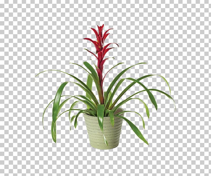 Cut Flowers Plant Billbergia Florist PNG, Clipart, Billbergia, Bromeliads, Cut Flowers, Dracaena Fragrans, Florist Free PNG Download