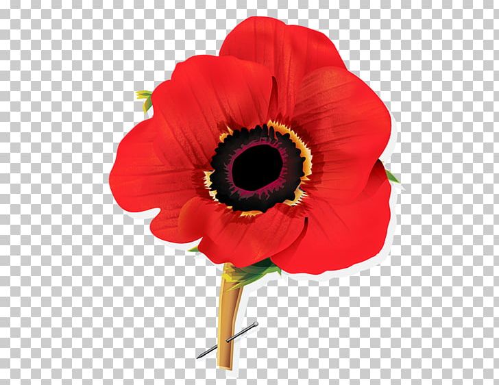 Remembrance Poppy Save The Cat! The Last Book On Screenwriting You'll Ever Need Flower PNG, Clipart, Armistice Day, Canada, Cut Flowers, Flower, Flowering Plant Free PNG Download