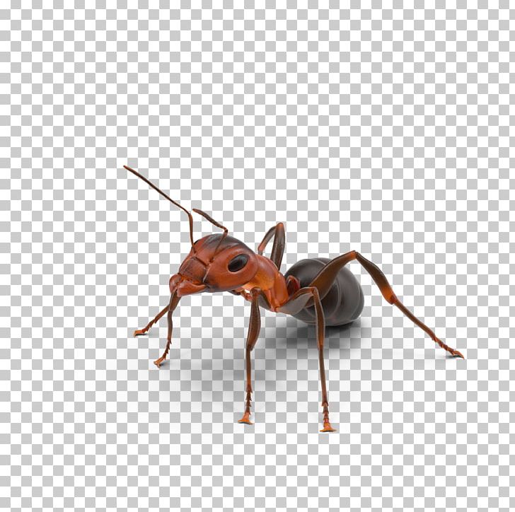 Ant Texas Insect PNG, Clipart, Animals, Ant, Ants, Arthropod, Banded Sugar Ant Free PNG Download