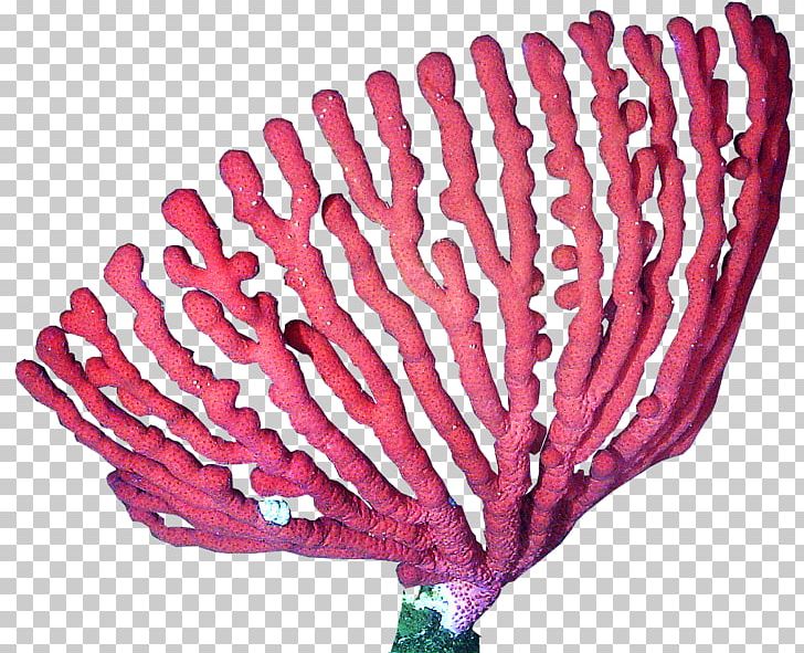 Coral Reef Deep-water Coral PNG, Clipart, Alcyonacea, Clip Art, Color, Coral, Coral Reef Free PNG Download