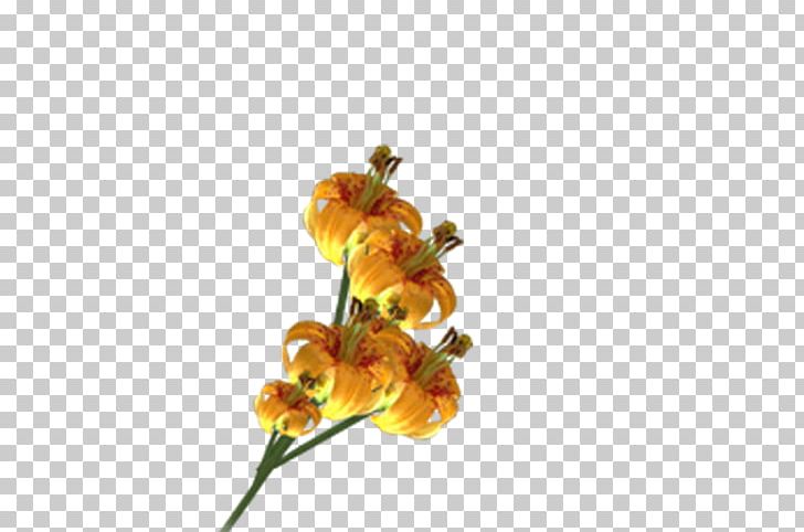 Cut Flowers Petal Flowering Plant PNG, Clipart, Border Frames, Cut Flowers, Flora, Floral Frame, Flower Free PNG Download
