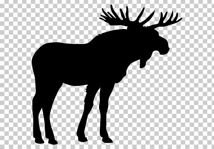 Moose PNG, Clipart, Moose Free PNG Download